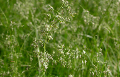 мятлик луговой (Poa Pratensis) - фото - 1